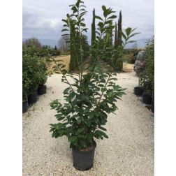 Prunus la."Novita" CLT30 175/200 babérmeggy