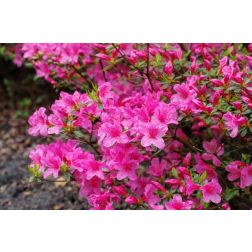 Azalea jap. LV12 HALF STANDARD japán havasszépe