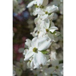 CORNUS FLORIDA CLOUD NINE CLT. 10 virágos som