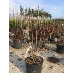 AZALEA MOLLIS LV 15 japán díszcserje
