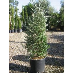 Olea Europea "Frangivento" CLT70 olajfa