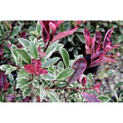 PHOTINIA FRASERI PINK MARBLE (R) CLT. 10 rózsaszín tarkalevelű korallberkenye
