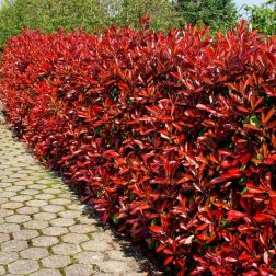 PHOTINIA SERRULATA RED ROBIN CLT. 15 BALL Korallberkenye