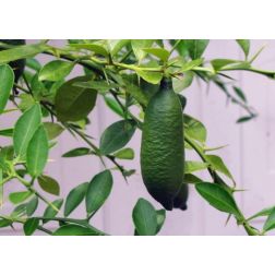 Microcitrus australasica LV12 ausztrál citrom
