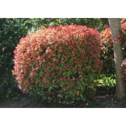 Photinia ser."Red Robin" CLT55 kerti korallberkenye