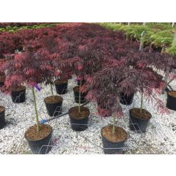 ACER (ROSSI) PALM. DISS. TAMUKEYAMA CLT. 15 HALF STANDARD vöröslevelű japán juhar
