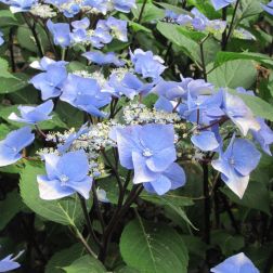 HYDRANGEA MACROPHYLLA ZORRO BLUE (R) CLT. 10 hortenzia