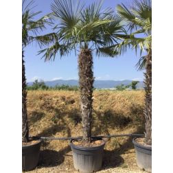 CHAMAEROPS (TRACHYCARPUS)FORTUNEI CLT. 130 TR.160/180 kínai kenderpálma