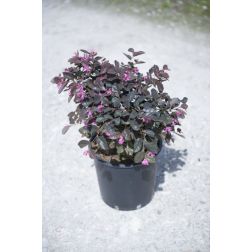 LOROPETALUM CHINENSE FEDE CLT. 5 kínai rojtos virág