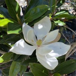 Magnolia gran."Little Gem" CLT18 magnólia