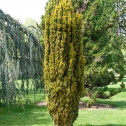 TAXUS BACCATA AUREA DAVID CLT. 15 80/100 Közönséges tiszafa