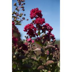 LAGERSTROEMIA DYNAMITE (R) CLT. 15 HALF STANDARD kínai selyemmirtusz