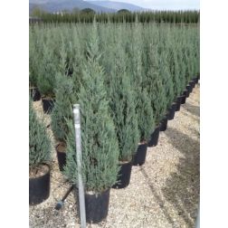 JUNIPERUS VIRGINIANA SKYROCKET CLT. 10 Virginiai boróka