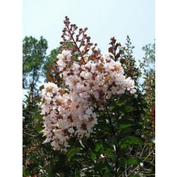 LAGERSTROEMIA INDICA BURGUNDY COTTON (R) CLT. 3 Selyemmirtusz