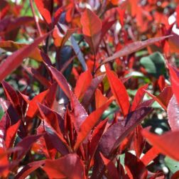 PHOTINIA X FRASERI CARRE" ROUGE CLT. 15 BALL Korallberkenye