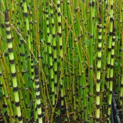 EQUISETUM JAPONICUM CLT. 10 Japán zsurló