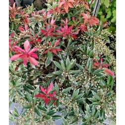 Pieris jap."Flaming Silver" LV12 japán babérhanga