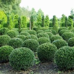 ILEX CRENATA GLORIE GEM CLT. 5 BALL Csipkéslevelű magyal