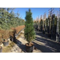 PINUS NIGRA GREEN TOWER CLT. 10 oszlopos feketefenyő
