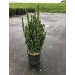 Euonymus jap."Benk. Erecta" CLT25 japán kecskerágó