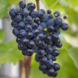 Vitis vinifera "Muscat Bleu" CLT5