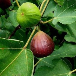 FICUS CARICA BROWN TURKEY CLT. 10 Füge