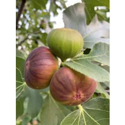 FICUS CARICA OSBORN PROLIFIC (R) CLT. 10 füge