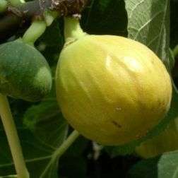 FICUS CARICA VERDINO CLT. 10 füge