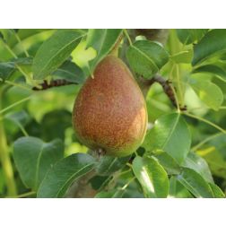 PYRUS COMMUNIS NANA GARDEN GEM (R) CLT. 10 MINI STANDARD törpe körte