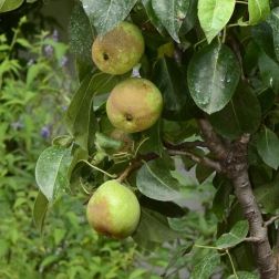 PYRUS COMMUNIS NANA GARDEN PEARL (R) CLT. 10 MINI STANDARD Törpe körte