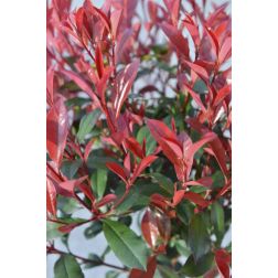PHOTINIA X FRASERI CARRE" ROUGE LV 9 MINI STANDARD korallberkenye