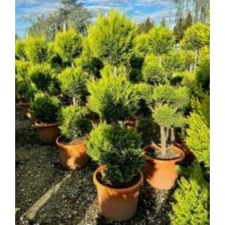 Cupr.ley."CG" CLT70 BONSAI leylandi ciprus