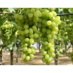 Vitis vinifera "Regina"CLT5 150/175
