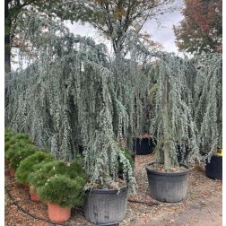 CEDRUS ATLANTICA GLAUCA PENDULA CLT. 150 18/20 STANDARD Atlaszcédrus