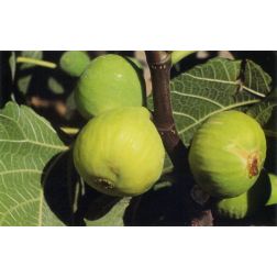 FICUS CARICA DOTTATO CLT. 10 HALF STANDARD füge