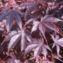 ACER PALMATUM BLOODGOOD CLT. 130 200/250 japán juhar