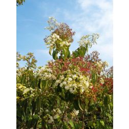 HEPTACODIUM MICONIOIDES CLT. 10 hétfiúvirágcserje