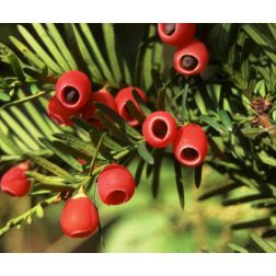 Taxus baccata CLT10 Tiszafa