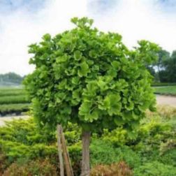 GINKGO BILOBA CLT. 10 MULTI-STEMMED Páfrányfenyő