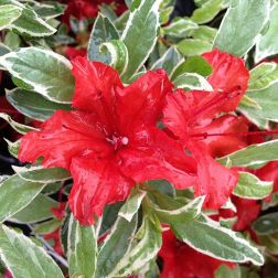 AZALEA JAPONICA HOTSHOT VARIEGATA CLT. 7 japán díszcserje