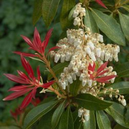 Pieris flor."Forest Flame" LV12 babérhanga
