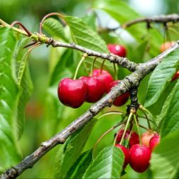 Prunus av. "Bigarreau Summit" CLT6