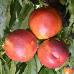 PRUNUS NUCIPERSICA NANA GARDEN BEAUTY(R) CLT. 10 MINI STANDARD Nektarin