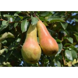Pyrus communis "Abate Fetel" CLT6