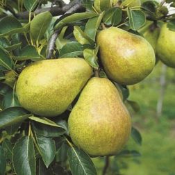 Pyrus com."Williams" CLT6
