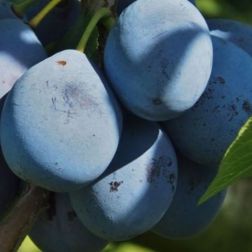 Prunus dom. "Stanley" CLT6 leyland ciprus