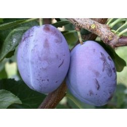 Prunus dom. "President" CLT6