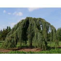 Cedrus de."Pendula" CLT55 200/250 himalájai cédrus