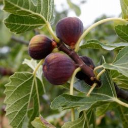 FICUS CARICA BROWN TURKEY CLT. 15 HALF STANDARD füge