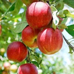 Alma fajta Malus Domestica Sunred mini törzses CLT10